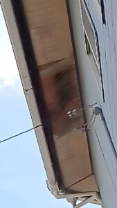中津川市です、軒天井のベニヤが湿気を吸って傷んでいます、