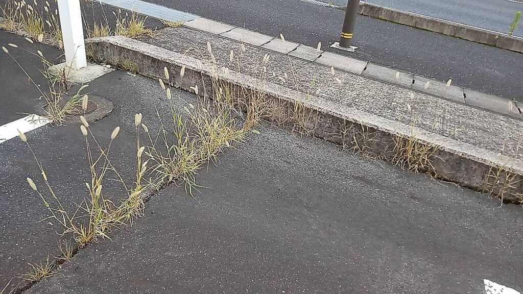 この写真は、除草剤を一度、掛けた雑草です。色目が枯れてきてます。